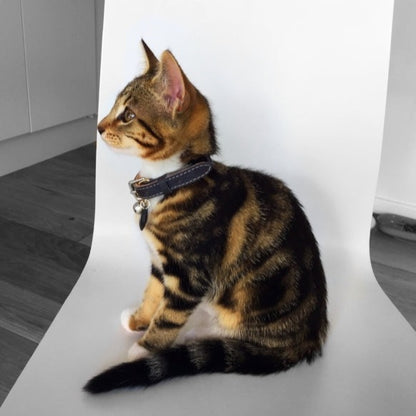 Colour-Pop - Grey Cat Collar (Petite only)