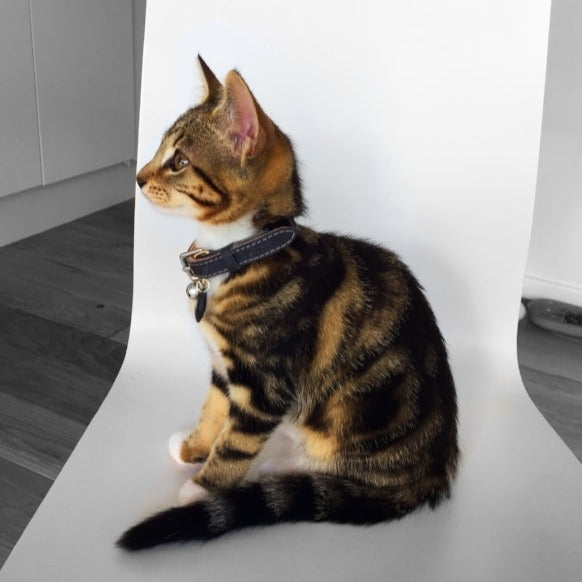 Colour-Pop - Grey Cat Collar (Petite only)
