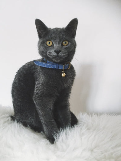 Colour-Pop - Blue Cat Collar
