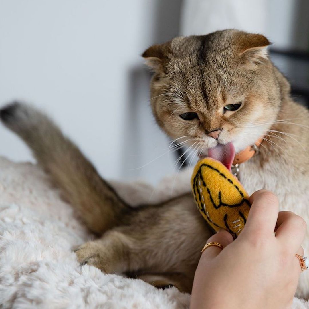 Roast Turkey Catnip Toy